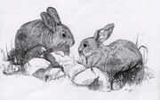 Rabbits   Dorothy dhunter Adams
