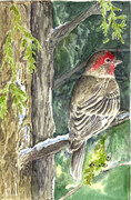 2003 Welcomed Visitor - Purple Finch
