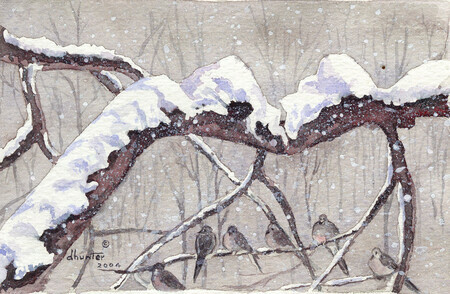 2007 Winter Gathering - Mourning Doves