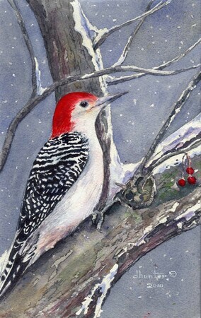 2009 - Red-Bellied Woodpecker