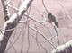 2011 Harbinger of Spring - Early Robin