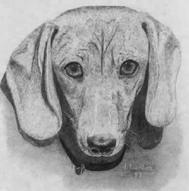 Dachshund Pencil Sketch