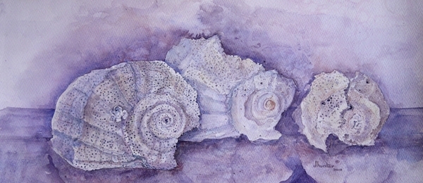 ETCHED SHELL FINDS   Dorothy d.hunter Adams  FRAMED