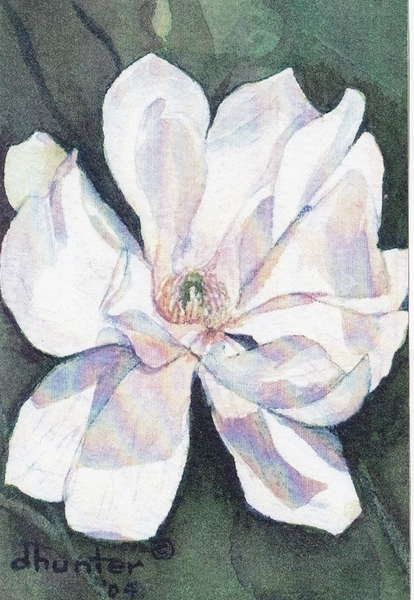 Magnolia   Dorothy dhunter Adams SOLD