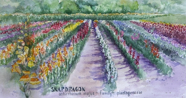 Painting Snaps   Dorothy dhunter Adams   SOLD