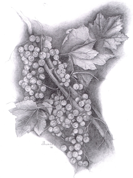 red currants   Dorothy dhunter Adams  COLLECTION OF ARTIST