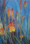 Red Hot Pokers  SOLD