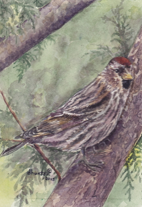 2013 Redpoll