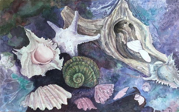 SHELL COLLECTION   Dorothy d.hunter Adams  FRAMED