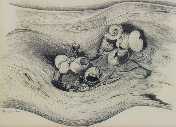 Snail Shells   Dorothy dhunter Adams