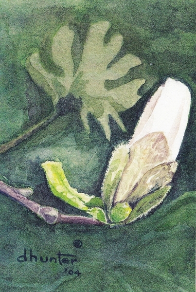 Star Magnolia Bud   Dorothy dhunter Adams
