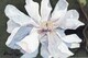 star magnolia   Dorothy dhunter Adams - SOLD