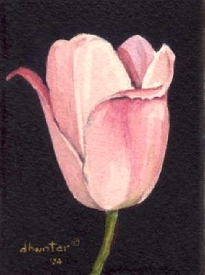 TULIP SERIES -  FAITH   Dorothy dhunter Adams  SOLD