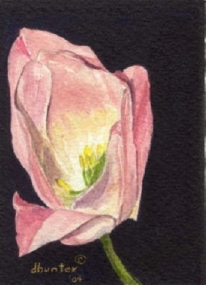 TULIP SERIES   HOPE   Dorothy dhunter Adams  SOLD