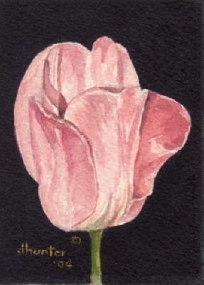 TULIP SERIES   LOVE   Dorothy dhunter Adams   SOLD