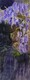 wisteria at dusk   dorothy dhunter adams